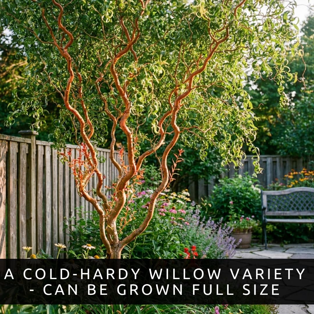 Scarlet Curly Willow Cuttings to Plant - Vibrant Red Corkscrew Willow | Fast Growing Ornamental Tree | Live Dormant Hardwood Starts (2 Cuttings)
