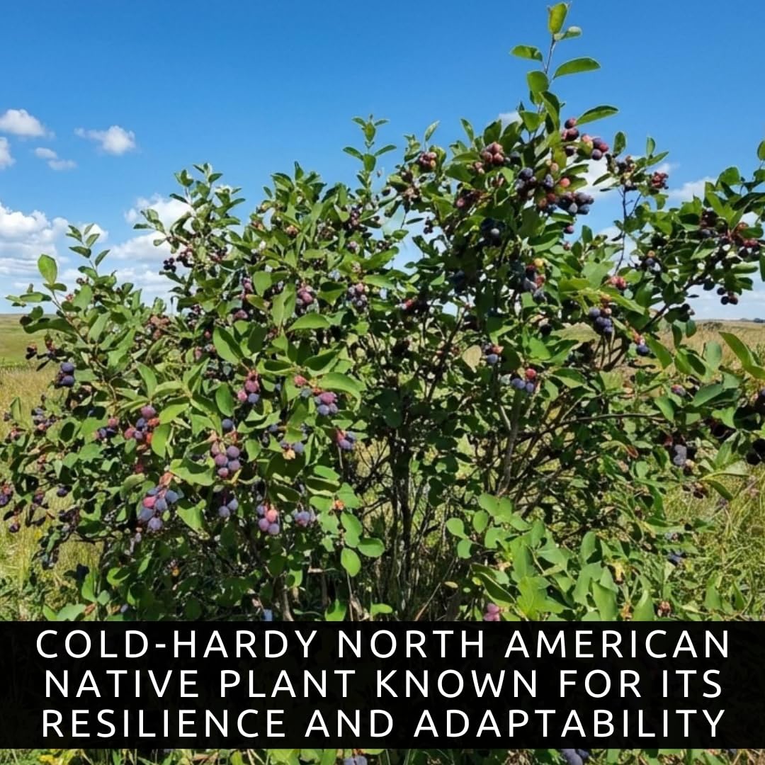 Saskatoon Serviceberry Bush Plants for Growing - (Amelanchier alnifolia) Juneberry Bushes - Hardy Edible Berry Shrubs for Backyard Gardens, Pollinator-Friendly, White Flowers (2 Plants)