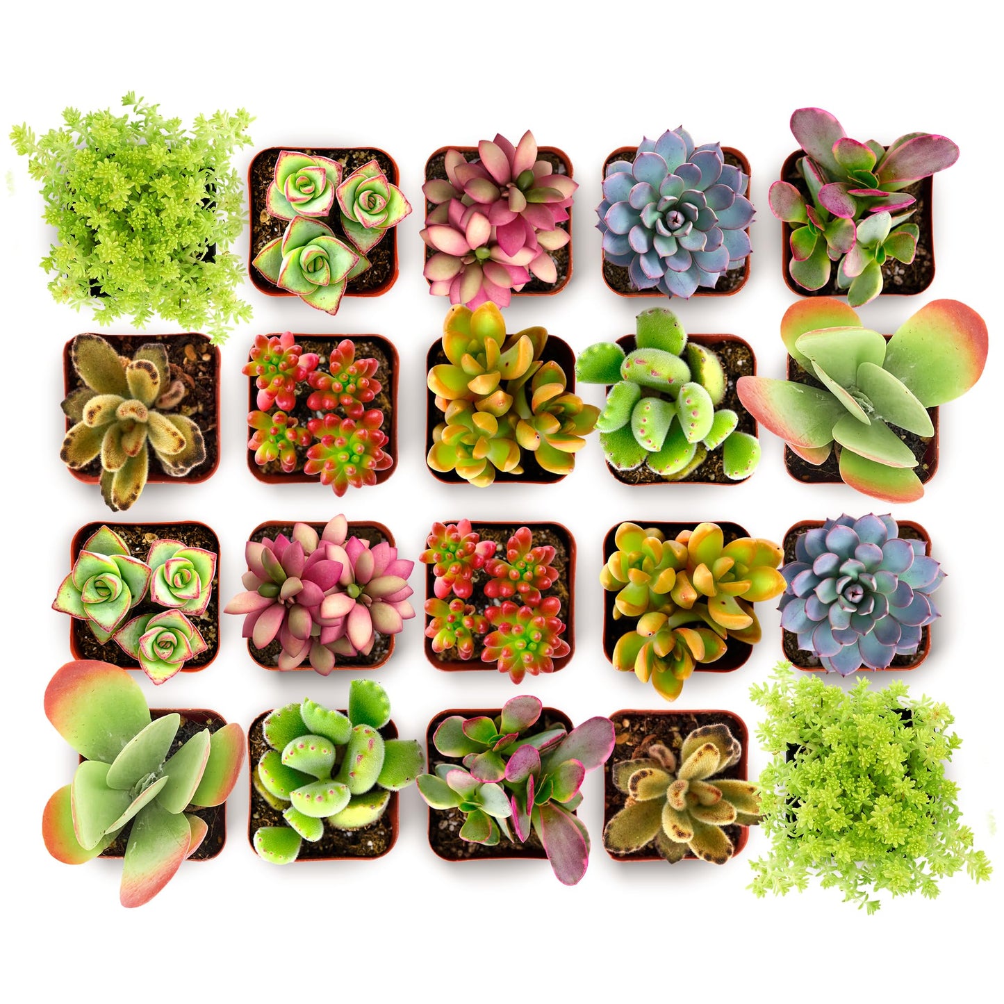 Shop Succulents Endless Summer Succulent Pack Collection - Live Mini Succulent Plants, Low Maintenance, Colors & Textures - Wedding and Party Favors, Gift & Garden, Pack of 20