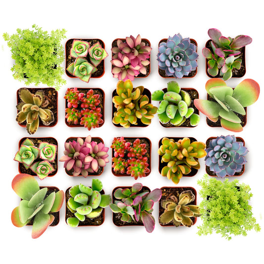 Shop Succulents Endless Summer Succulent Pack Collection - Live Mini Succulent Plants, Low Maintenance, Colors & Textures - Wedding and Party Favors, Gift & Garden, Pack of 20
