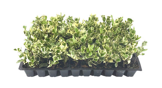 Ligustrum Japonicum Jack Frost Privet - 50 Live Plants - Variegated Evergreen Hedge