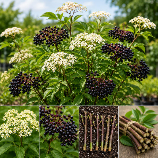 Live Elderberry Cuttings for Planting | Hardy Sambucus Berry Bush Cutting's | Fast Growing Edible & Pollinator-Friendly Shrubs | Easy to Root Elderberry Propagation Sticks (10 Cuttings)