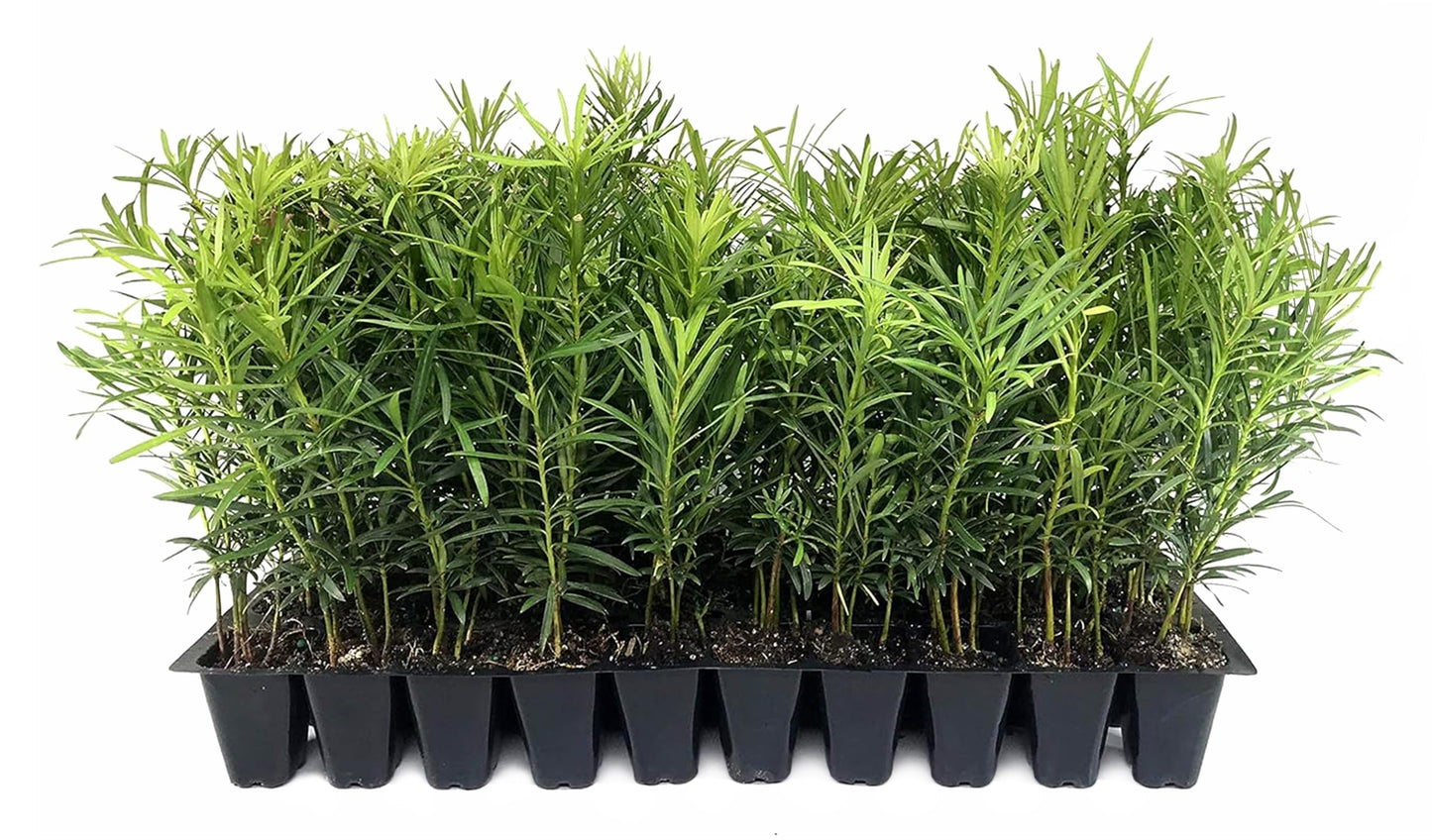 Podocarpus Macrophyllus Japanese Yew | 10 Live Plants | Podocarpus macrophyllus | Privacy Hedge Shrub | Evergreen Landscaping Plants for Gardens & Borders