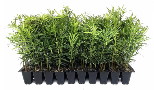 Podocarpus Macrophyllus Japanese Yew | 10 Live Plants | Podocarpus macrophyllus | Privacy Hedge Shrub | Evergreen Landscaping Plants for Gardens & Borders