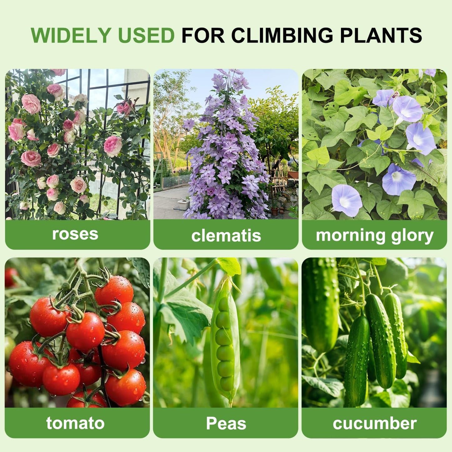 Lorenzo 2 Pcs 70 x 19.7 Inch Metal Garden Trellis for Climbing Plants Outdoor, Black Coated Frame, Plant Support for Outdoor Roses Vines Cucumber Vegetables
