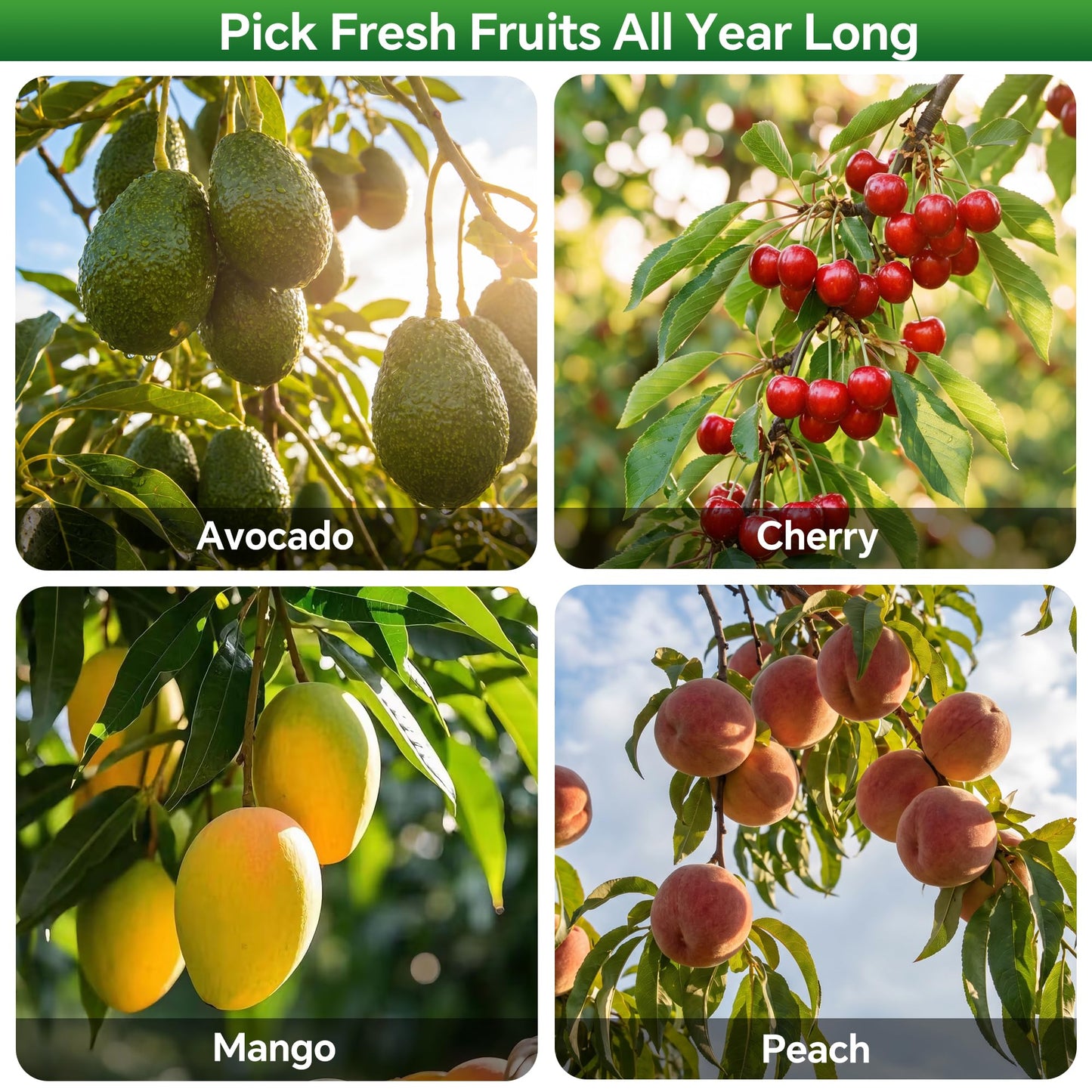 Walensee 13FT Fruit Picker Pole with Basket, 35-158 Inch Adjustable Mango Picker Tool, Stainless Steel Telescoping Cherry Picker for Tree, Apple Pear Lemon Orange Avocado Picking
