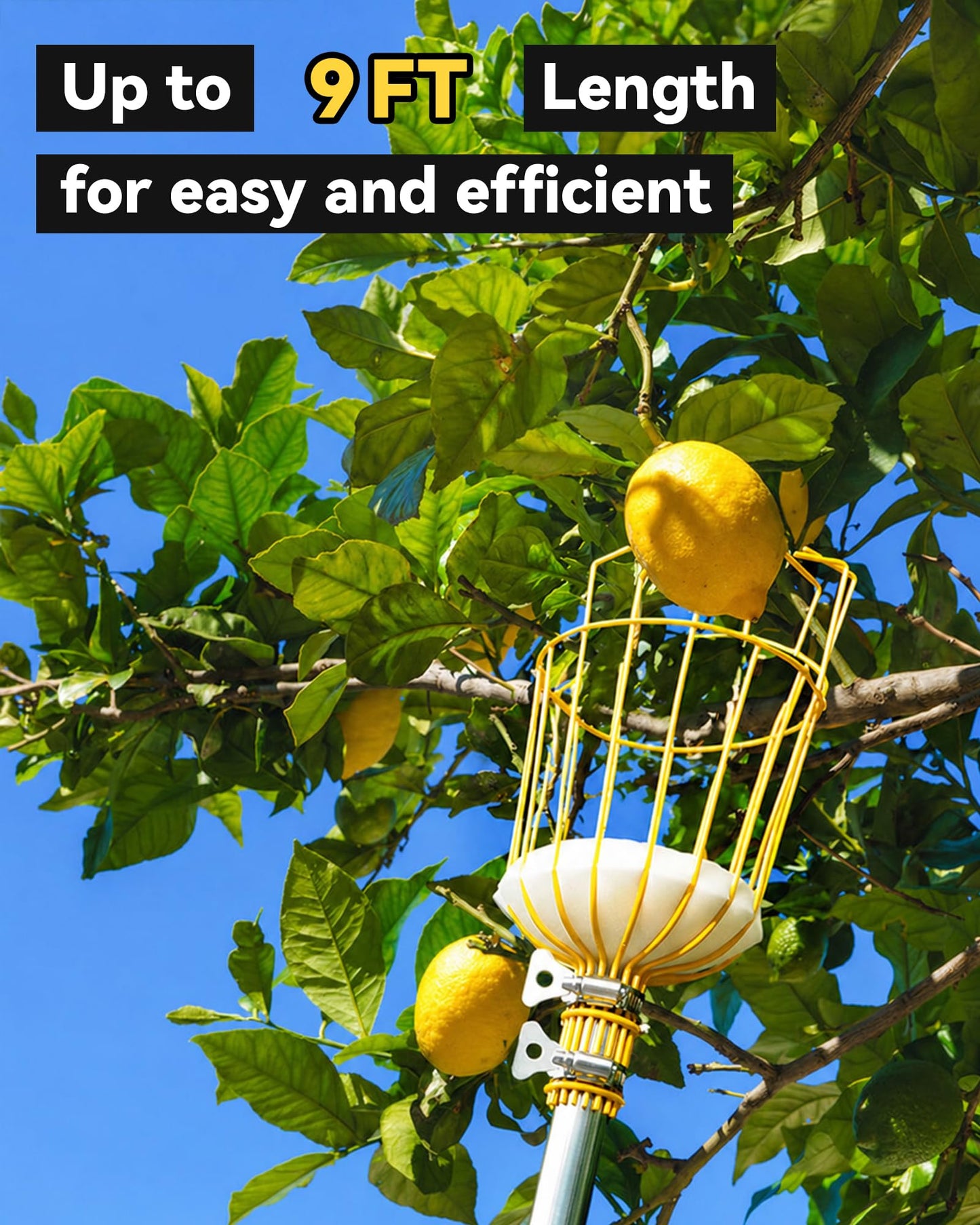 BlumeTrec 9FT Fruit Picker with Basket, Apple Picking Tool 35–105 Inch Adjustable Pole, Long-Handle Mango Grabber, Tree Fruit Catcher for Harvesting Lemon Pear Orange Avocado Peach Citrus Grapefruit
