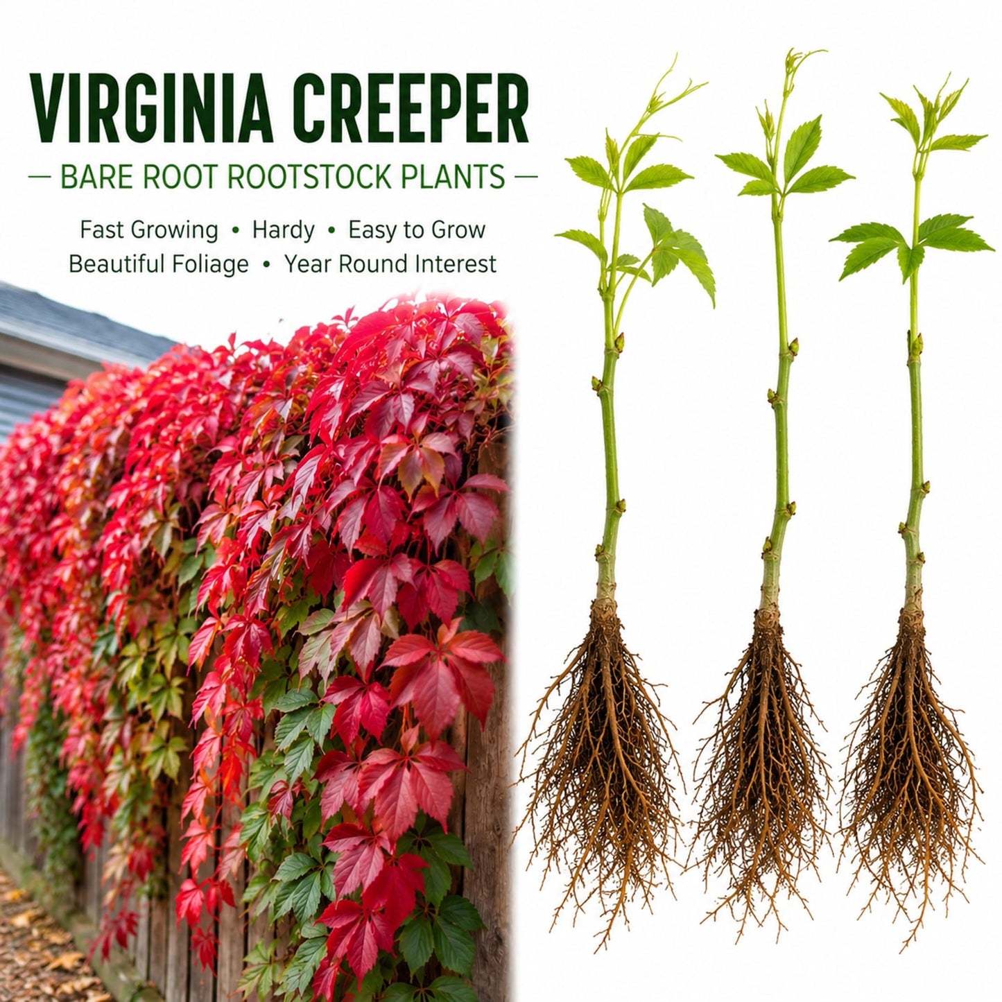 3 Virginia Creeper Live Bare Root Plants | Fast Growing Climbing Vine Rootstock for Planting | Hardy Parthenocissus quinquefolia Vine for Fences, Walls & Privacy Coverage (3 Plants)