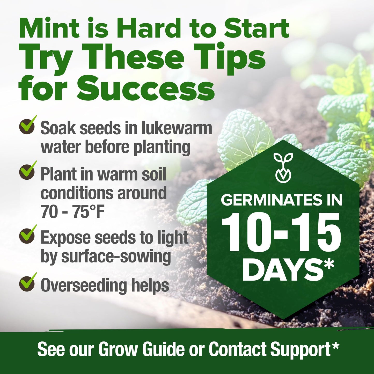 HOME GROWN Non GMO Common Mint Seeds (Bulk Pack) 1,800 Heirloom Herb Seeds, USA Sourced | Ideal for Planting Outdoors or Indoors for a Fresh Mint Tea Garden (Mentha spp)