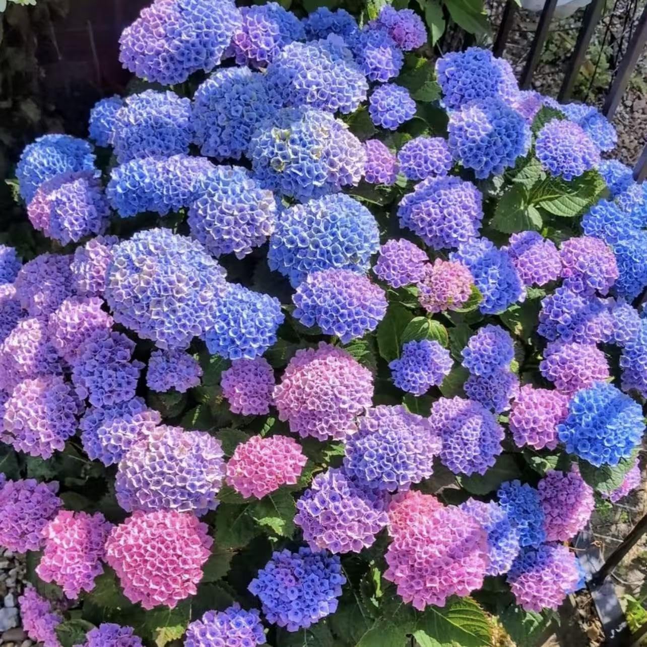 Hydrangea Seeds for Perennial Flowering Shrubs – 200 or 400 Seeds for Growing Large Bloom Clusters in Garden Borders, Hedges and Containers, Ideal for Partial Shade Landscapes (Mix,200)