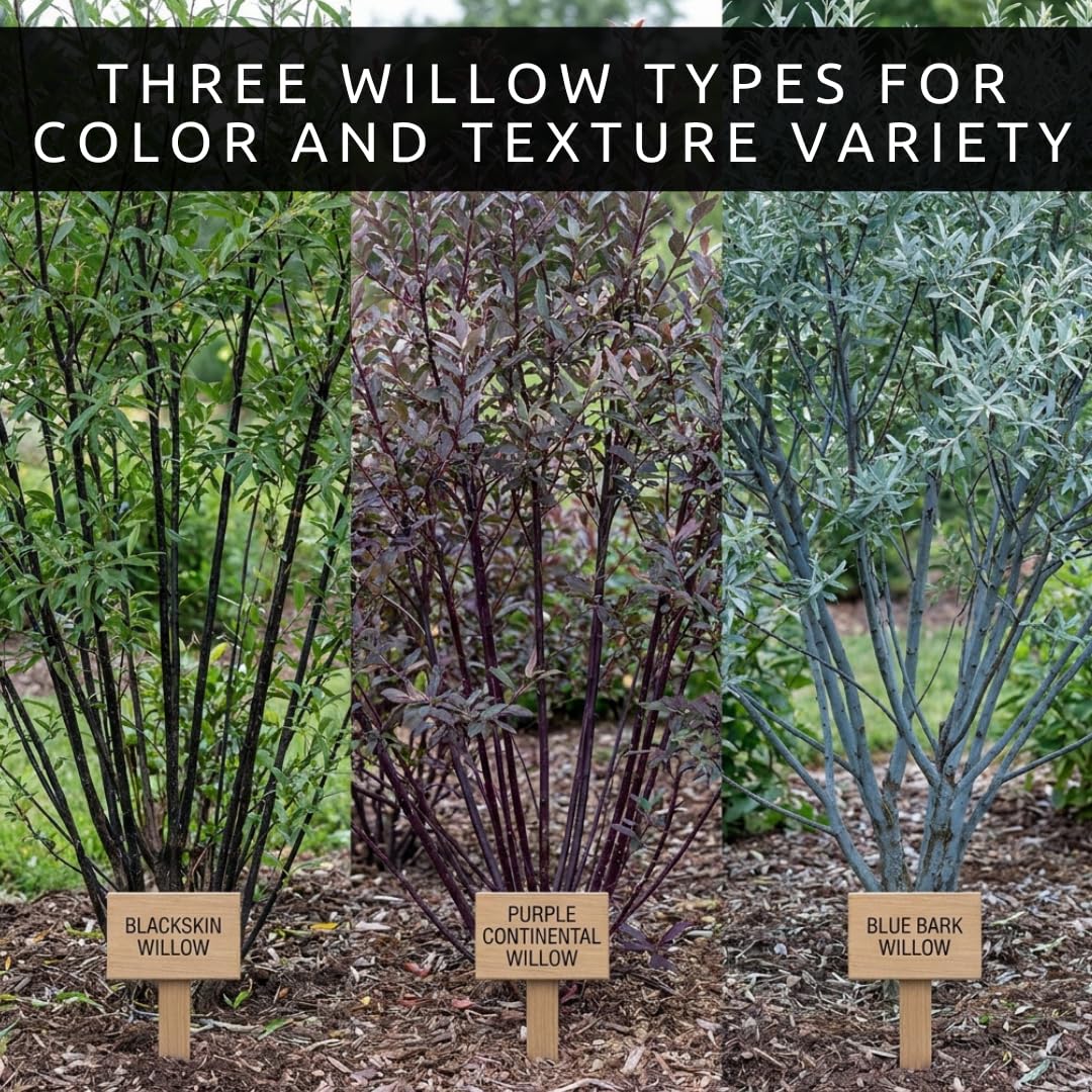 Colorful Willow Bush Cuttings Kit | 15 Live Cutting's for Planting | 5 Blackskin, 5 Purple Continental & 5 Blue Bark Willow Cuttings | Fast Growing Ornamental Shrubs for Landscaping & Privacy