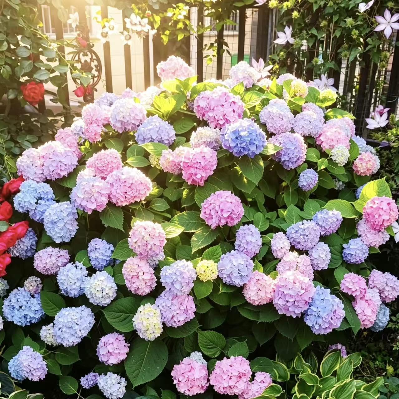 Hydrangea Seeds for Perennial Flowering Shrubs – 200 or 400 Seeds for Growing Large Bloom Clusters in Garden Borders, Hedges and Containers, Ideal for Partial Shade Landscapes (Mix,200)