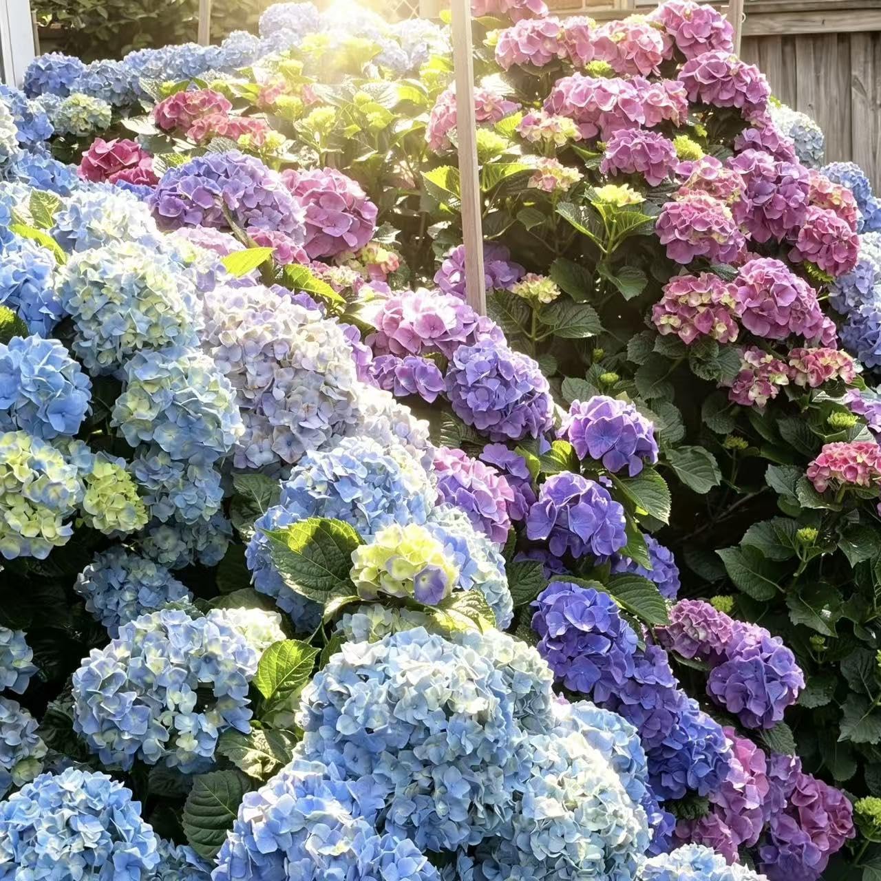 Hydrangea Seeds for Perennial Flowering Shrubs – 200 or 400 Seeds for Growing Large Bloom Clusters in Garden Borders, Hedges and Containers, Ideal for Partial Shade Landscapes (Mix,200)