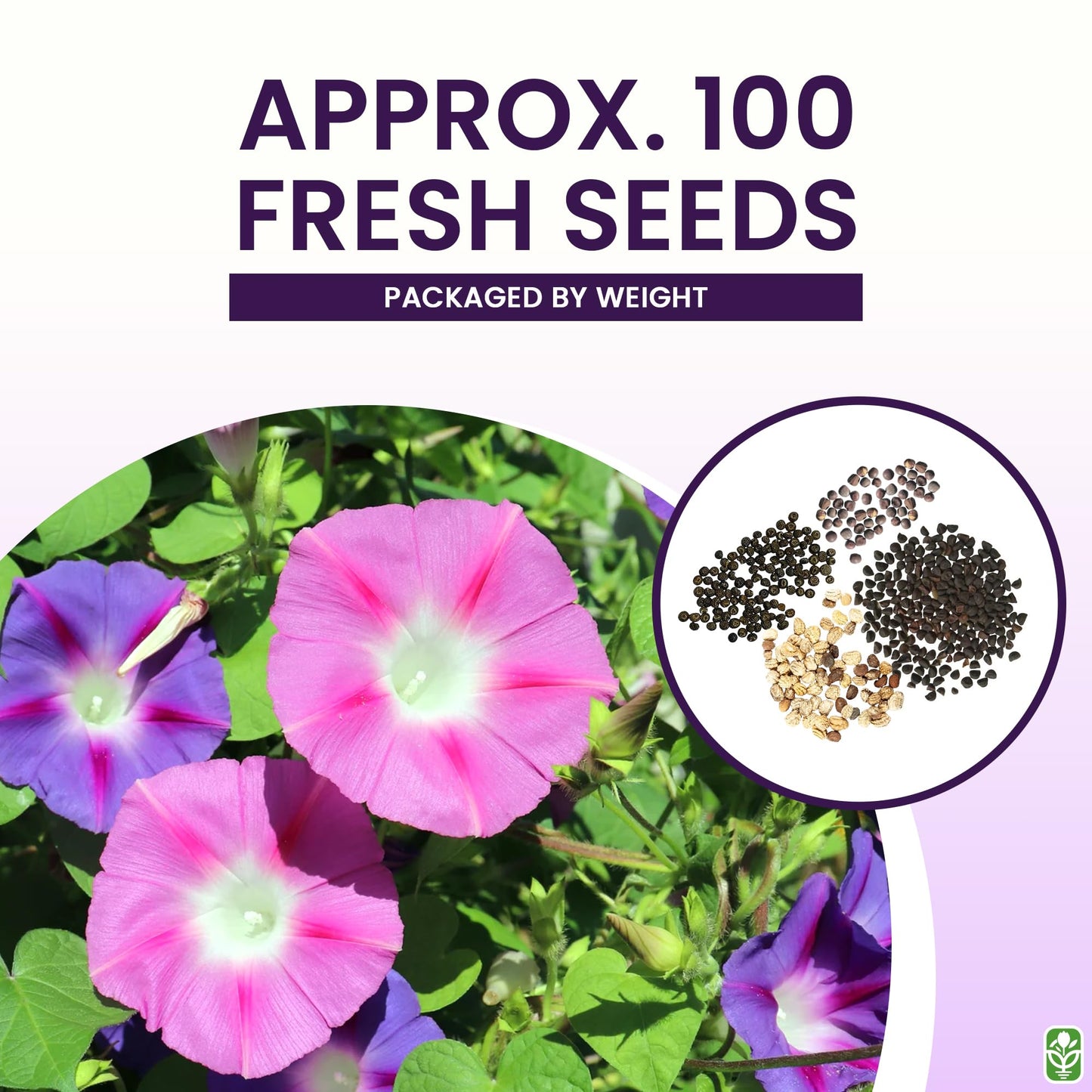 Marde Ross & Company Climbing Vines Seeds, Colorful Mixture
