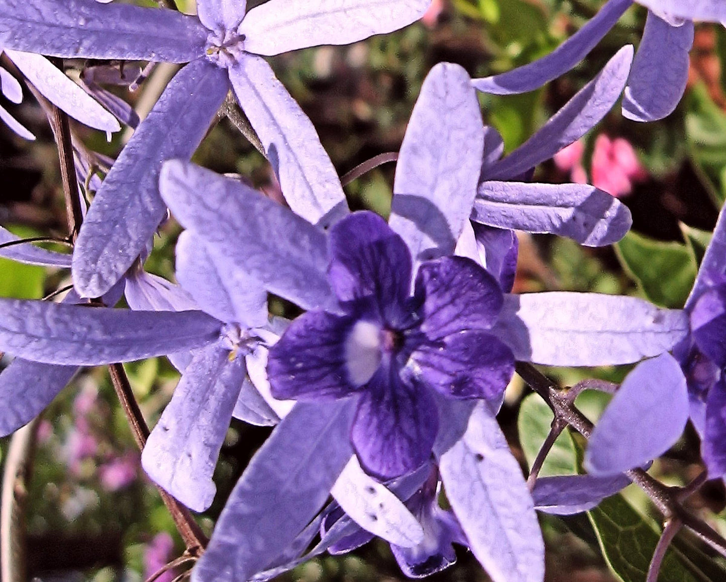 Purple Queens Wreath Sandpaper Bluebird Vine -Petrea volubilis - Live Plant - Lavender Flower - Emerald Goddess Gardens - Starter Sz 4 Inch Pot