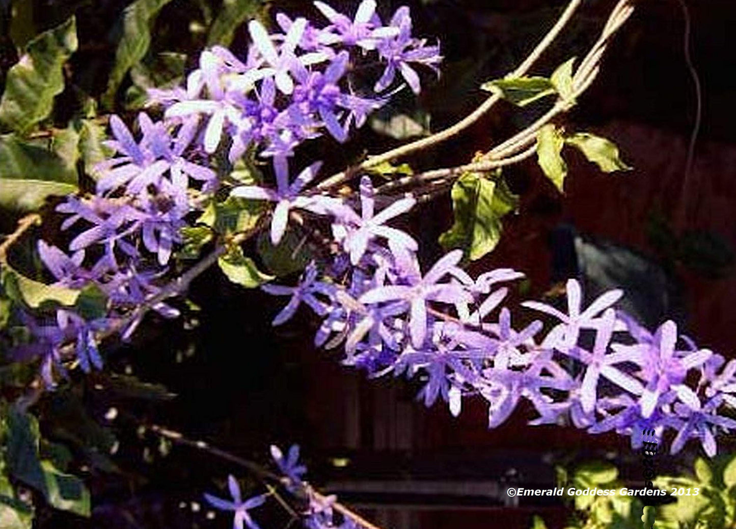 Purple Queens Wreath Sandpaper Bluebird Vine -Petrea volubilis - Live Plant - Lavender Flower - Emerald Goddess Gardens - Starter Sz 4 Inch Pot