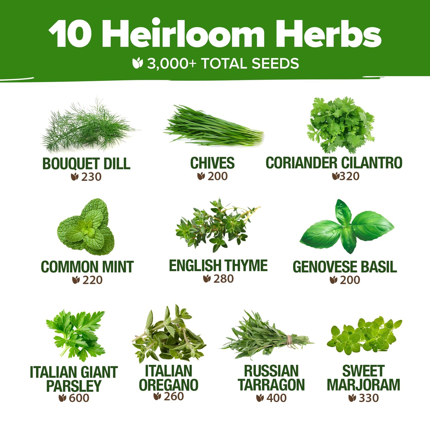 HOME GROWN 10 Herb Seeds for Planting 3,000+ Non-GMO Heirloom Seeds | Extra Large Variety Pack Herb Kit – Indoor Outdoor & Hydroponic | Culinary Seed Set | Grow Your Own Herbs | Gift for Beginners