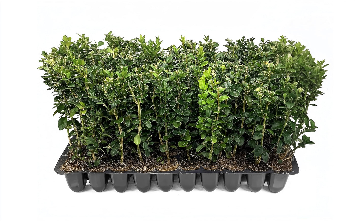 Green Mountain Boxwood | 10 Live Plants | Buxus sempervirens ‘Green Mountain’ | Evergreen Privacy Shrub | Compact Formal Garden Plants