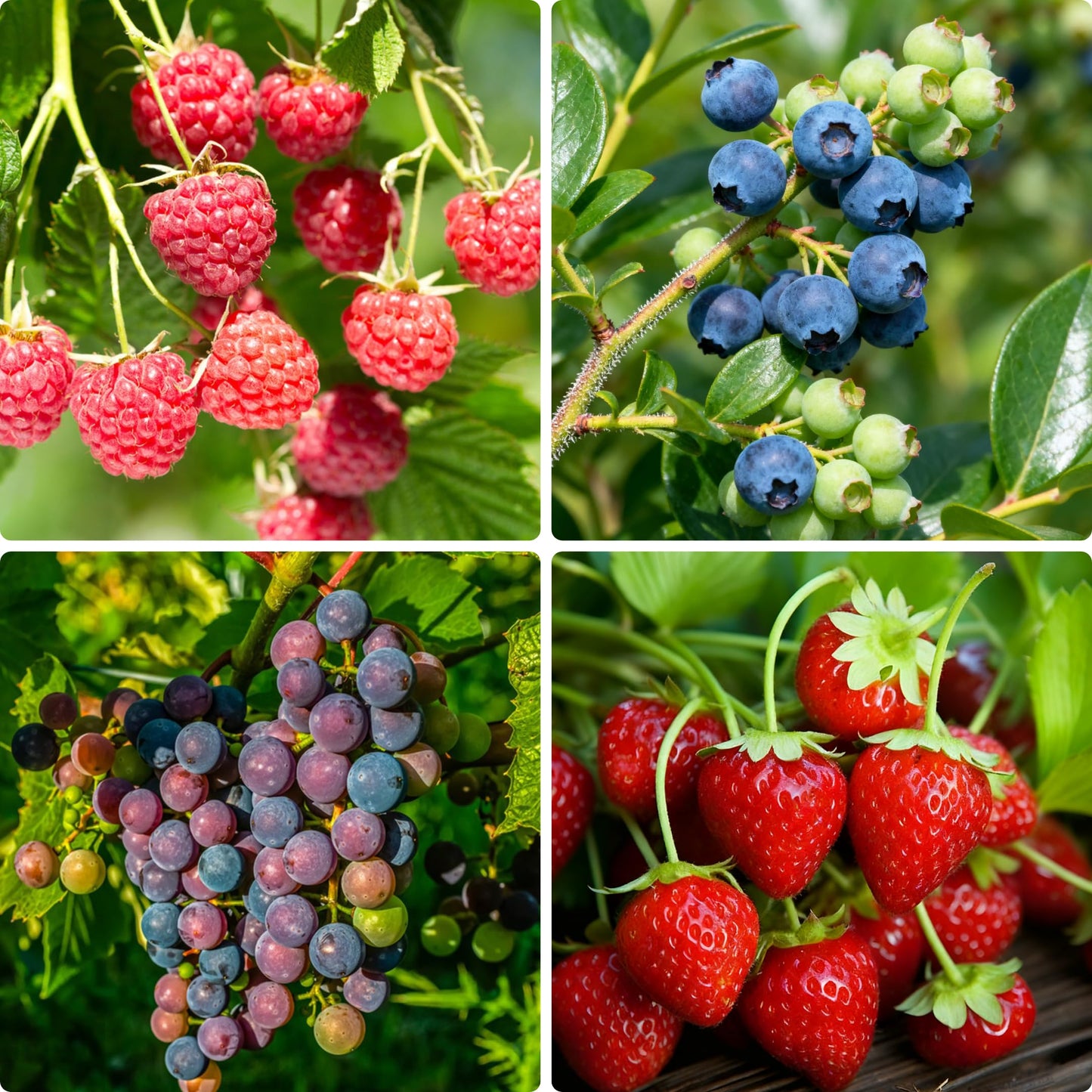 1000+ Fruit Seeds for Planting, Grape(80), Blueberry(80), Raspberry(200), Strawberry Seeds(700), Fresh Fruit Seed for Home Garden Outdoor