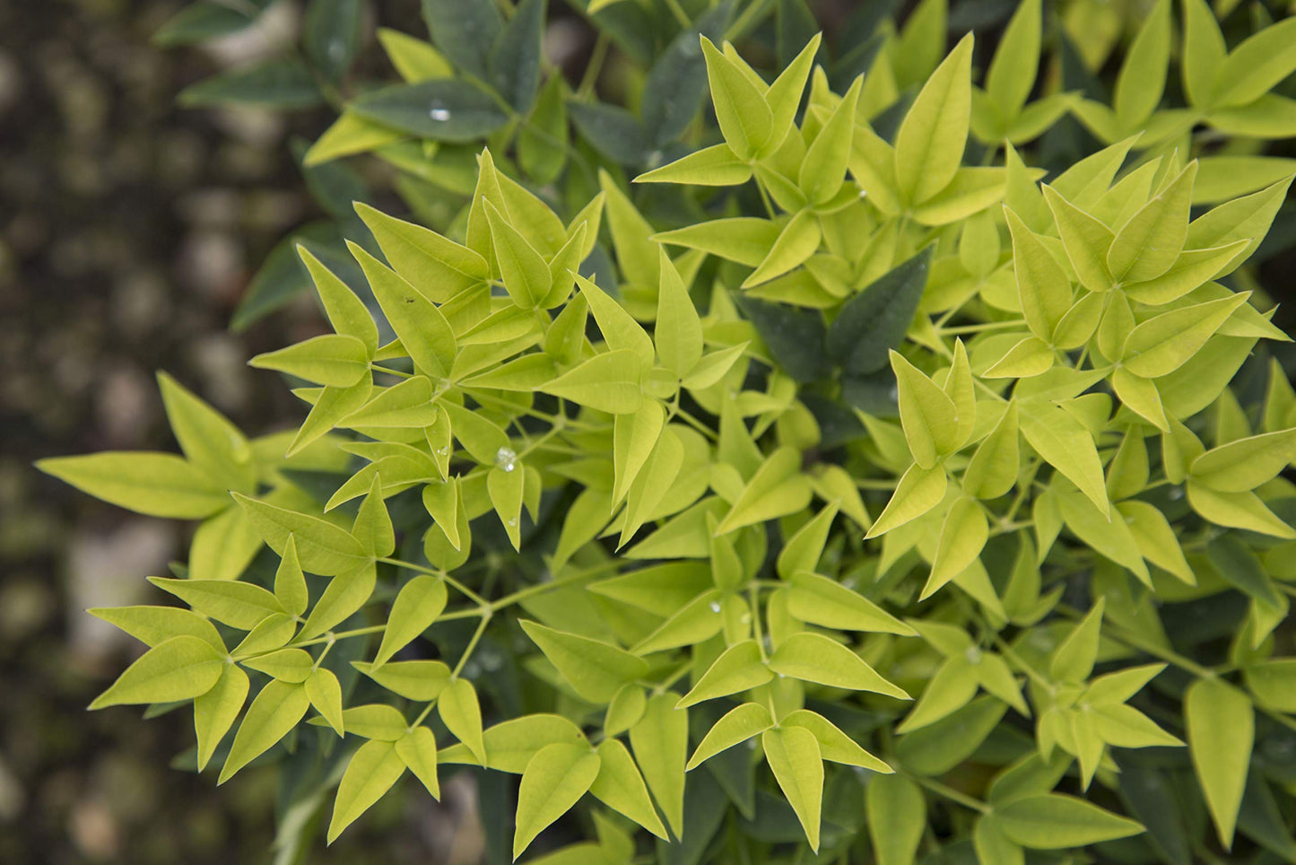 Southern Living 2.5 Qt. Lemon Lime Nandina Shrub