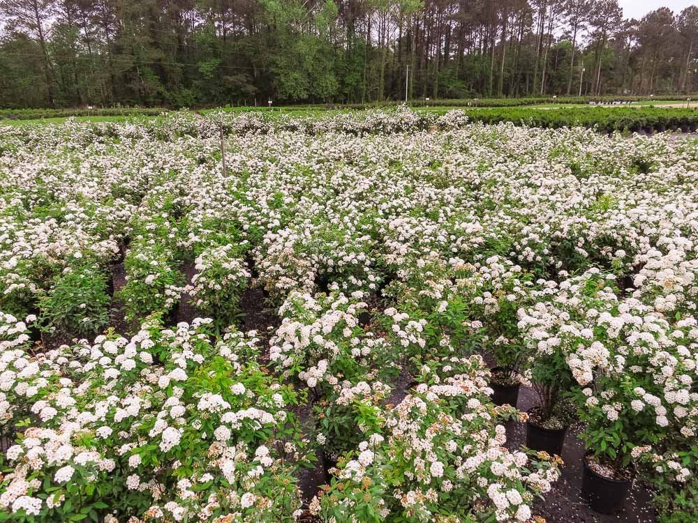 Perfect Plants Bridal Wreath Spirea in 3 Gallon Pot | Live Flowering Shrub | Spiraea prunifolia | Deer Resistant & Pollinator Friendly | White Blooms in Spring | Thrives in Grow Zones 4-9
