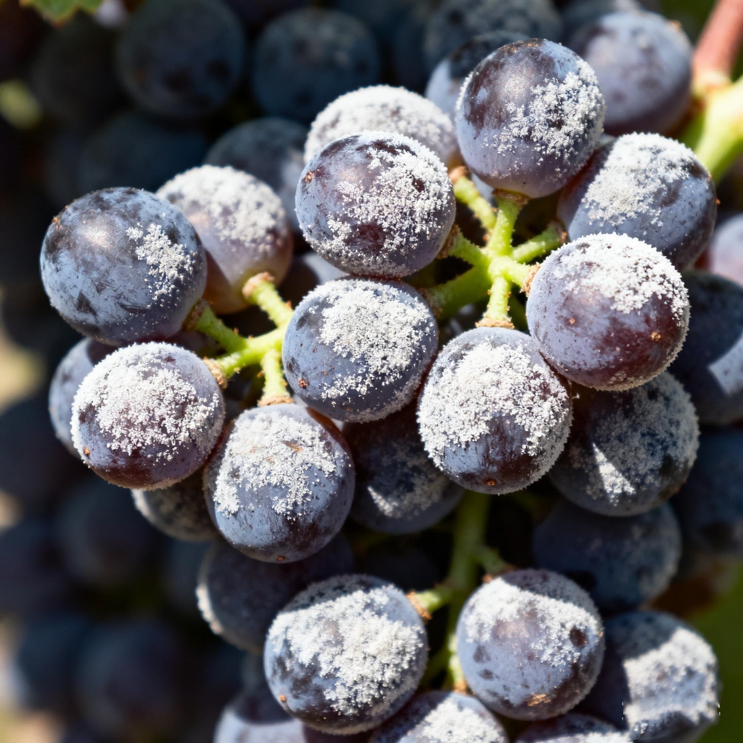 1000+ Fruit Seeds for Planting, Grape(80), Blueberry(80), Raspberry(200), Strawberry Seeds(700), Fresh Fruit Seed for Home Garden Outdoor