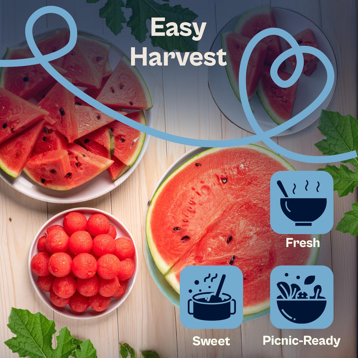 SVI 75 Sugar Baby Watermelon Seeds for Planting (Citrullus lanatus) – Sweet Watermelon, Heirloom Mini Watermelons – Fruit Seeds to Plant in Outdoor Garden & Large Containers