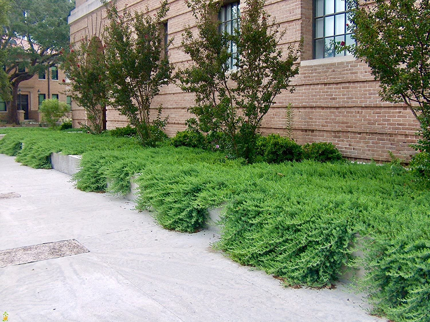 Juniper Blue Pacific - 30 Live Plants - Drought Tolerant Cold Hardy Evergreen Ground Cover