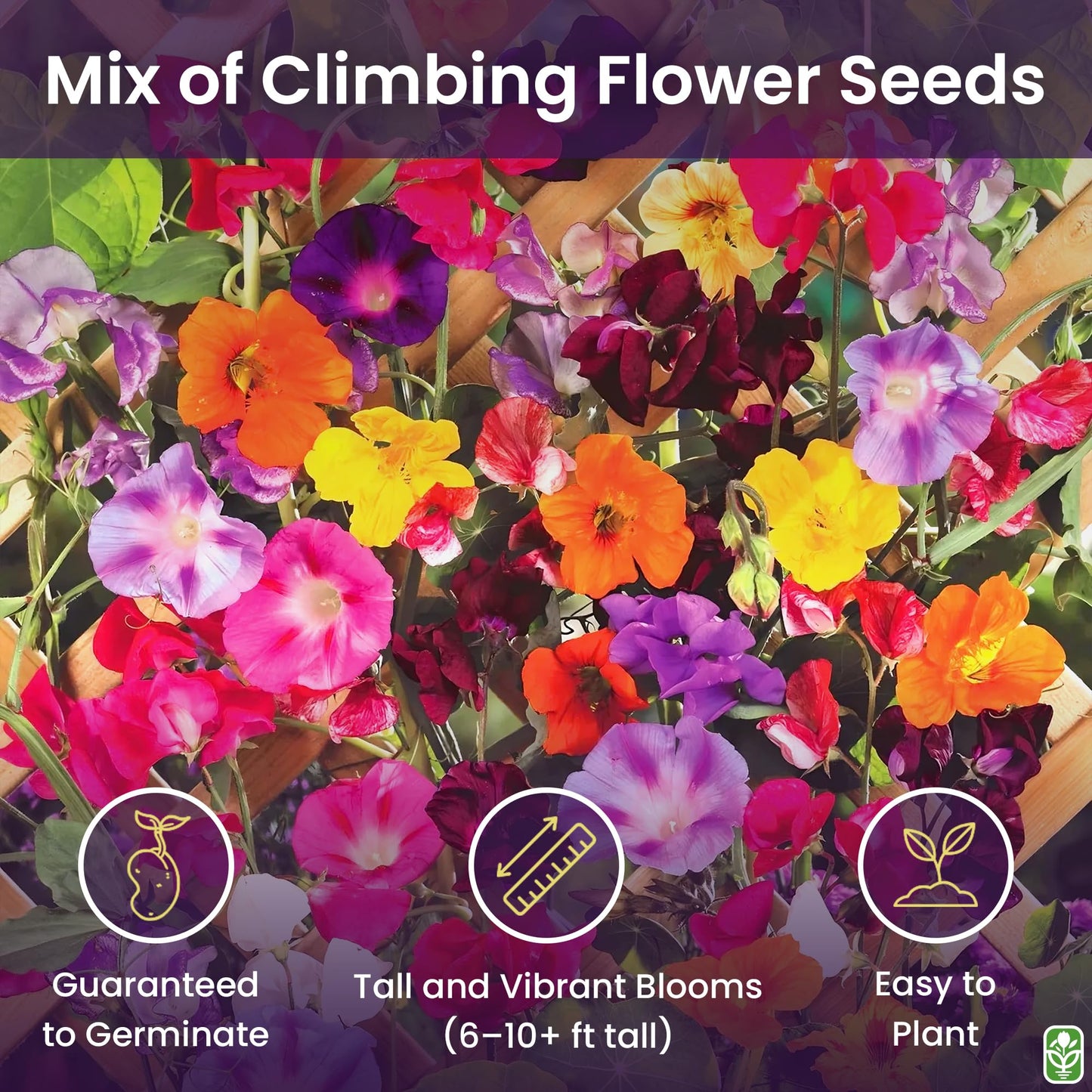 Marde Ross & Company Climbing Vines Seeds, Colorful Mixture