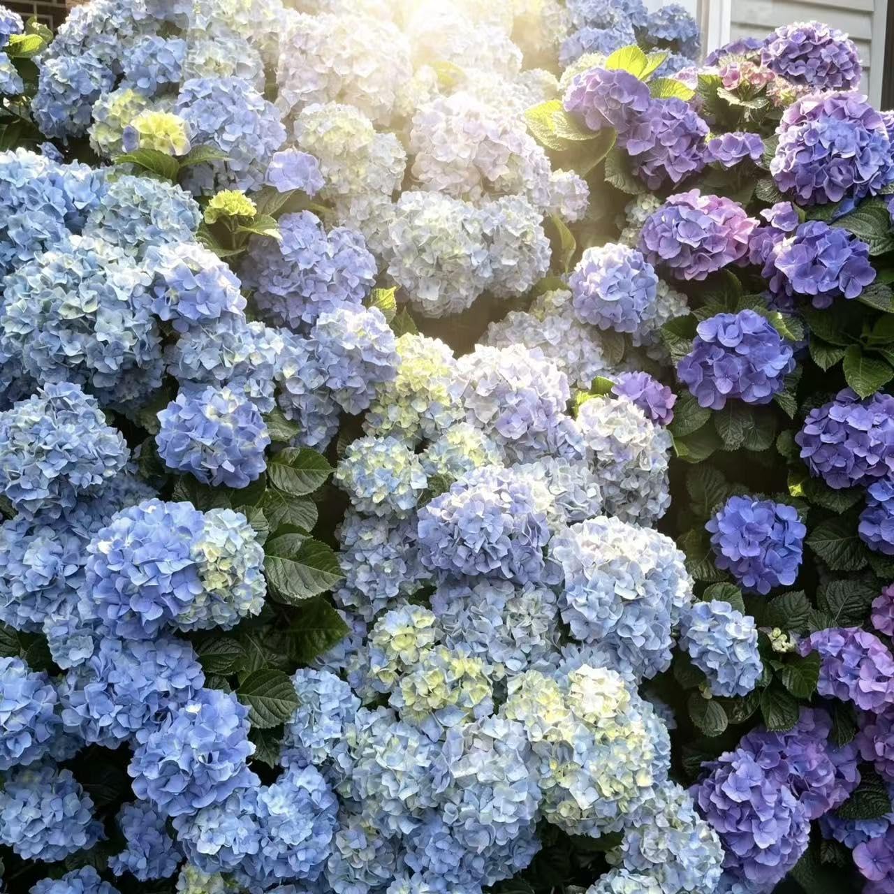 Hydrangea Seeds for Perennial Flowering Shrubs – 200 or 400 Seeds for Growing Large Bloom Clusters in Garden Borders, Hedges and Containers, Ideal for Partial Shade Landscapes (Mix,200)