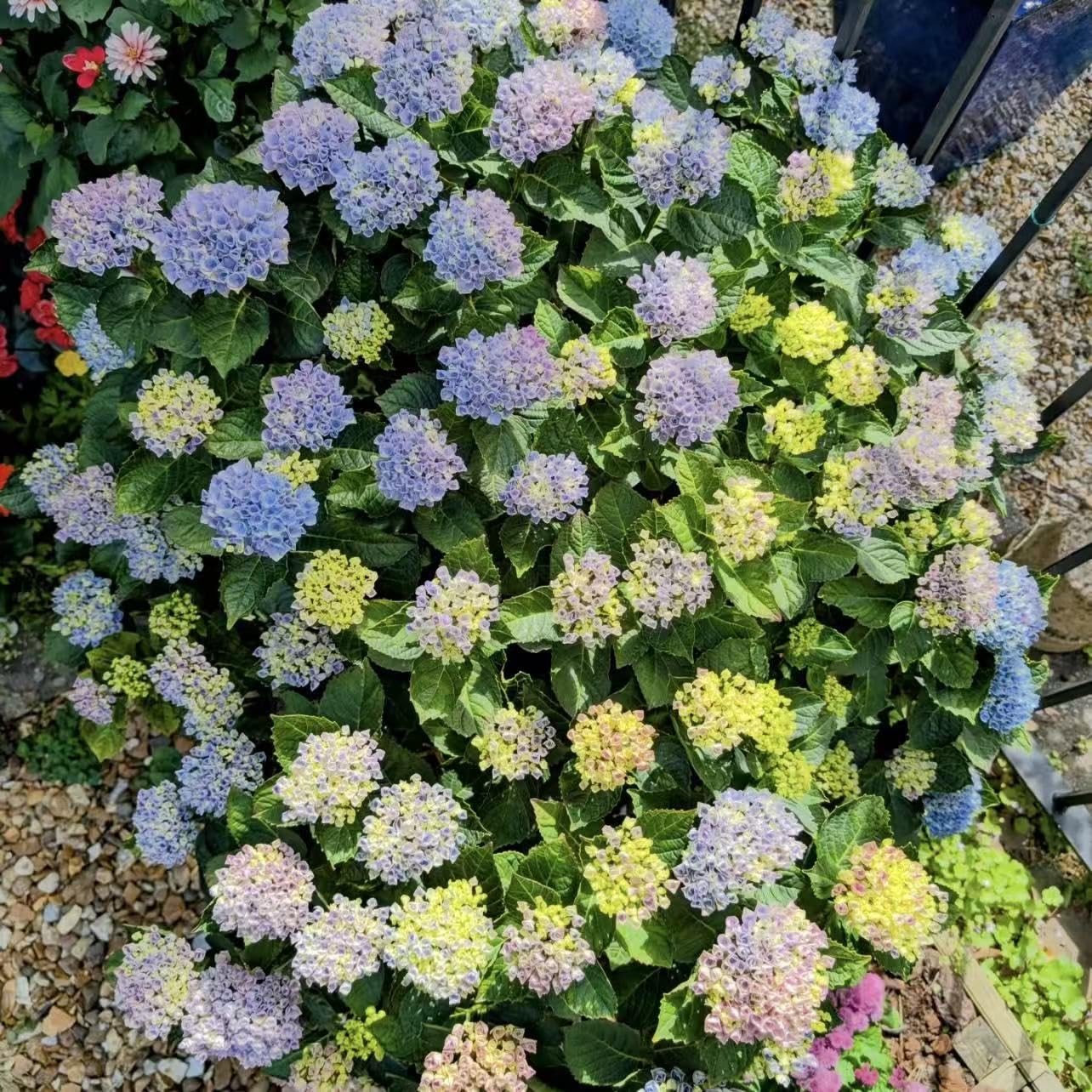 Hydrangea Seeds for Perennial Flowering Shrubs – 200 or 400 Seeds for Growing Large Bloom Clusters in Garden Borders, Hedges and Containers, Ideal for Partial Shade Landscapes (Mix,200)