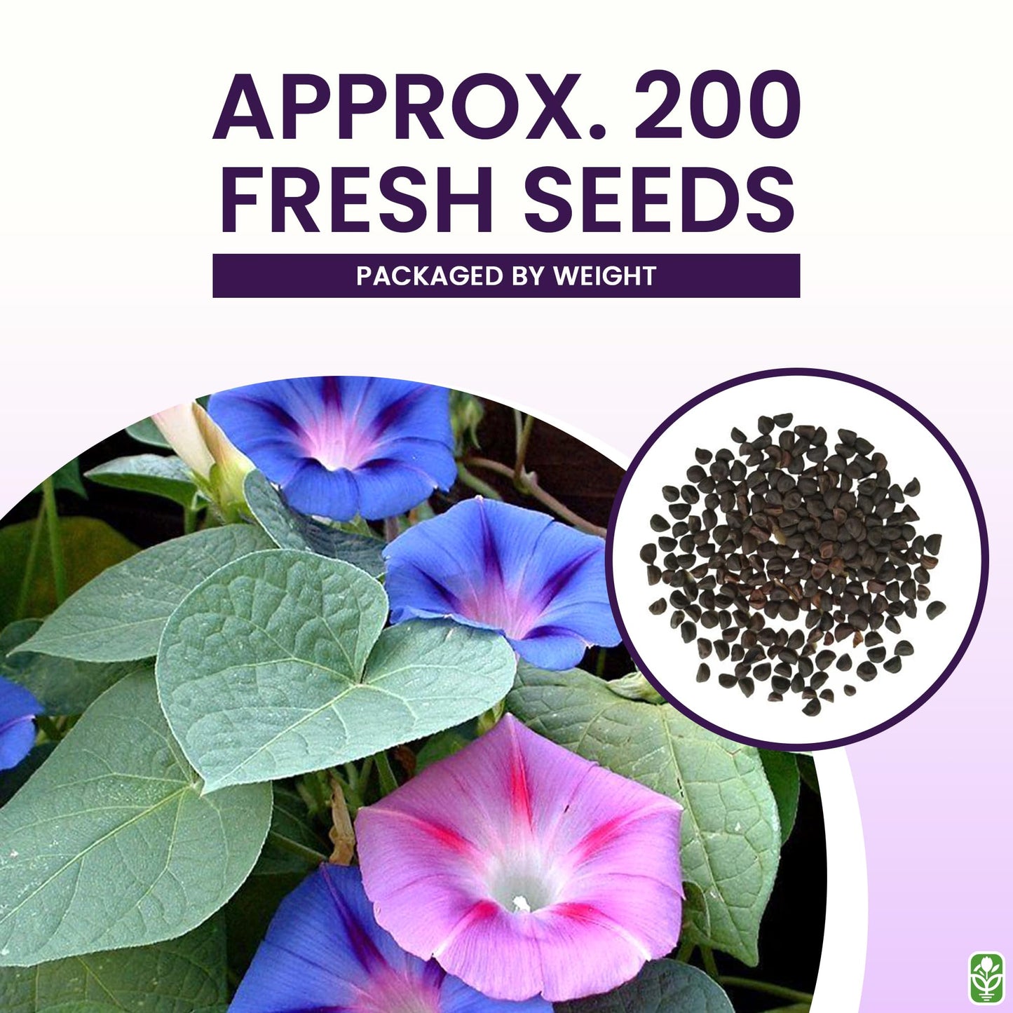 Mixed Morning Glory Seeds for Planting – Blue, Purple, White, and Rose Climbing Vine Flowers – Attracts Butterflies & Hummingbirds – Fast-Growing Vine – Grown in the USA