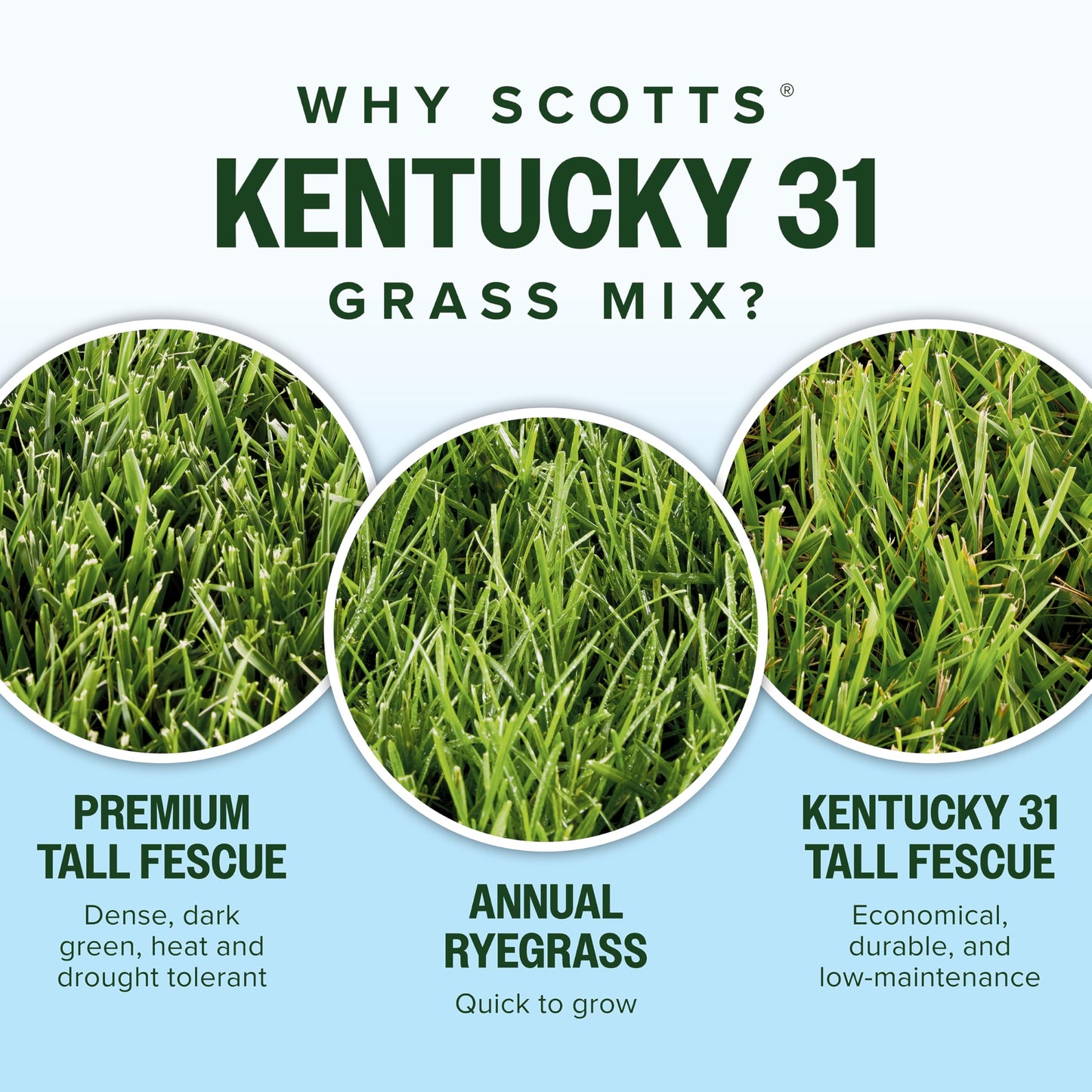 Scotts Kentucky 31 Grass Seed Mix, 7 lbs.