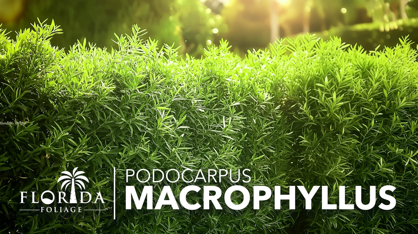 Podocarpus Macrophyllus Japanese Yew | 10 Live Plants | Podocarpus macrophyllus | Privacy Hedge Shrub | Evergreen Landscaping Plants for Gardens & Borders