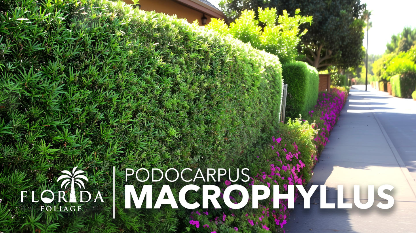 Podocarpus Macrophyllus Japanese Yew | 10 Live Plants | Podocarpus macrophyllus | Privacy Hedge Shrub | Evergreen Landscaping Plants for Gardens & Borders