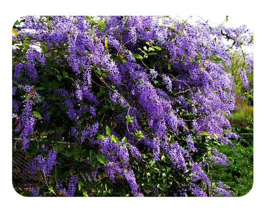 Purple Queens Wreath Sandpaper Bluebird Vine -Petrea volubilis - Live Plant - Lavender Flower - Emerald Goddess Gardens - Starter Sz 4 Inch Pot