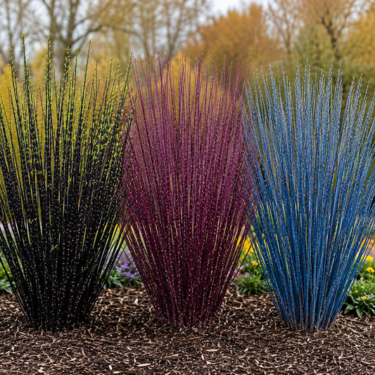 Colorful Willow Bush Cuttings Kit | 15 Live Cutting's for Planting | 5 Blackskin, 5 Purple Continental & 5 Blue Bark Willow Cuttings | Fast Growing Ornamental Shrubs for Landscaping & Privacy