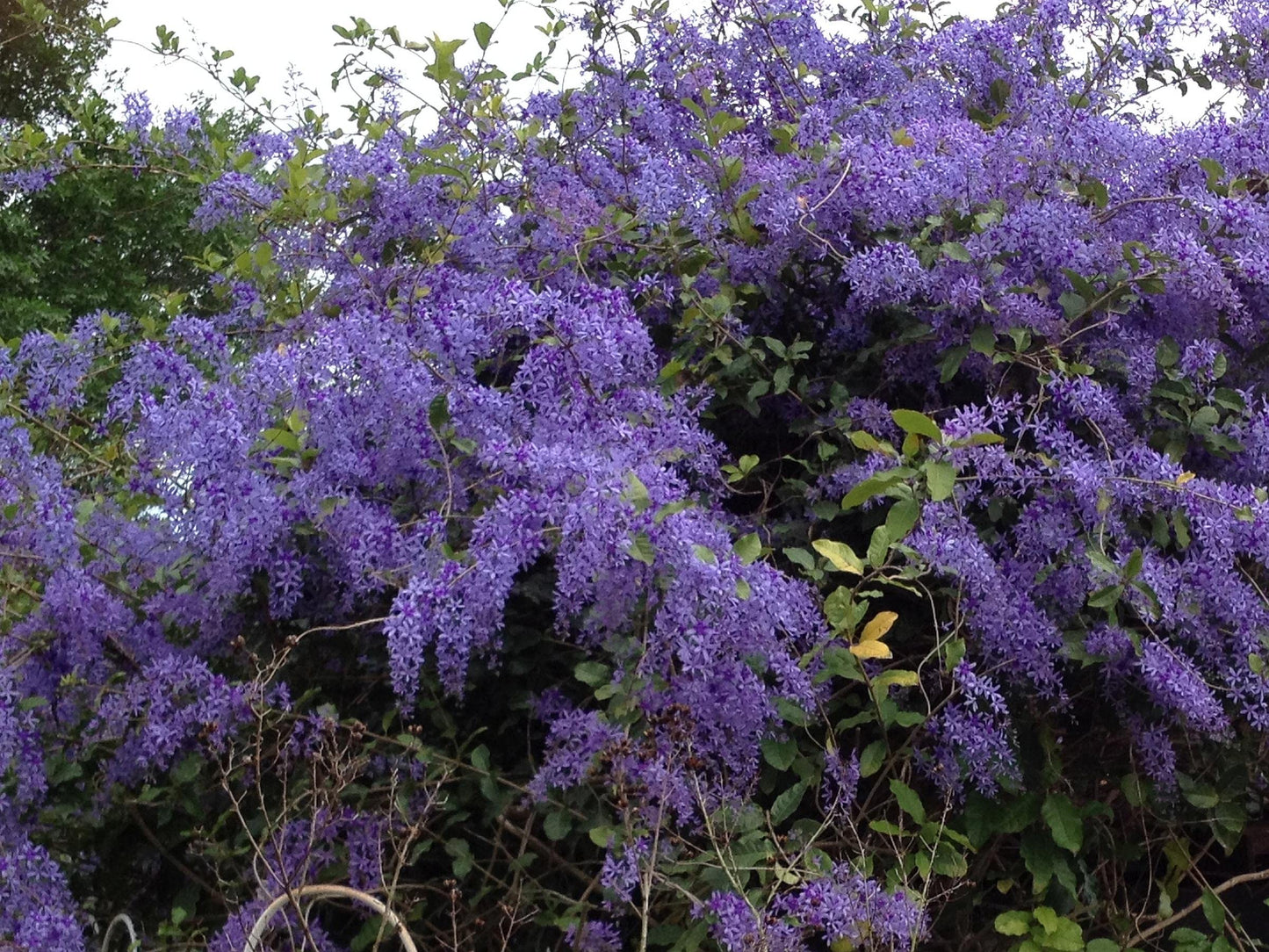 Purple Queens Wreath Sandpaper Bluebird Vine -Petrea volubilis - Live Plant - Lavender Flower - Emerald Goddess Gardens - Starter Sz 4 Inch Pot